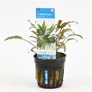 Cryptocoryne petchii - 6 stuks - aquarium plant Cryptocoryne petchii - 6 stuks - aquarium plant