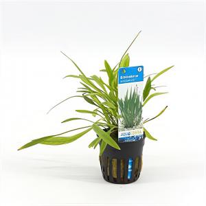 Echinodorus xinguensis - 6 stuks - aquarium plant Echinodorus xinguensis - 6 stuks - aquarium plant