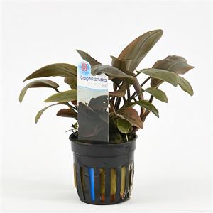 Lagenandra meeboldii - 6 stuks - aquarium plant Lagenandra meeboldii - 6 stuks - aquarium plant