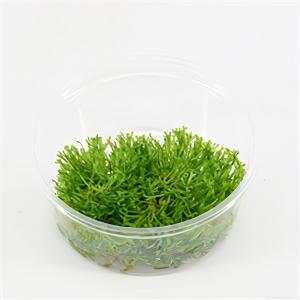 Riccia fluitans mos - 3 stuks - aquarium plant Riccia fluitans mos - 3 stuks - aquarium plant