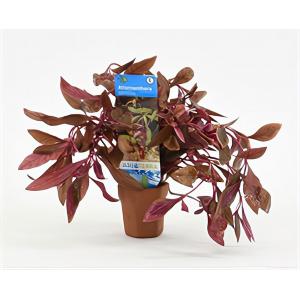 Alternanthera reineckii sessilis - 10 stuks - aquarium plant Alternanthera reineckii sessilis - 10 stuks - aquarium plant