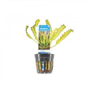 Aponogeton longiplumulosus - 6 stuks - aquarium plant Aponogeton longiplumulosus - 6 stuks - aquarium plant