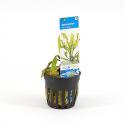 Aponogeton ulvaceus - 6 stuks - aquarium plant