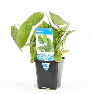 Echinodorus ozelot groen / leopard - aquarium plant Echinodorus ozelot groen / leopard - aquarium plant