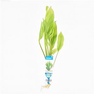 Echinodorus paniculatus - 10 stuks - aquarium plant Echinodorus paniculatus - 10 stuks - aquarium plant