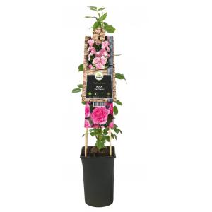 Klimroos Roze Rosa Pink Climber 75 cm klimplant Klimroos Roze Rosa Pink Climber 75 cm klimplant