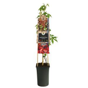 Wilde Wingerd Parthenocissus Quinquefolia Engelmannii 120 cm klimplant Wilde Wingerd Parthenocissus Quinquefolia Engelmannii 120 cm klimplant