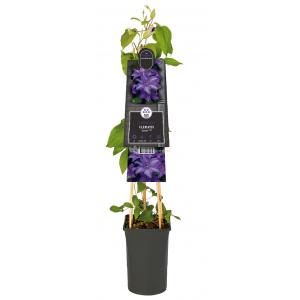 Grootbloemige Clematis Esther PBR 75 cm klimplant Grootbloemige Clematis Esther PBR 75 cm klimplant