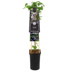Kleinbloemige Clematis Fascination PBR 75 cm klimplant Kleinbloemige Clematis Fascination PBR 75 cm klimplant