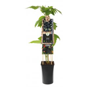 Doornloze Braam Rubus Black Satin 75 cm klimplant Doornloze Braam Rubus Black Satin 75 cm klimplant