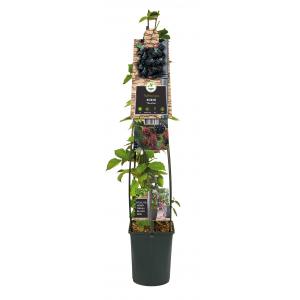 Doornloze Braam Rubus Thornfree L 120 cm klimplant Doornloze Braam Rubus Thornfree L 120 cm klimplant