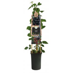 Doornloze Braam Rubus Thornfree M 75 cm klimplant Doornloze Braam Rubus Thornfree M 75 cm klimplant