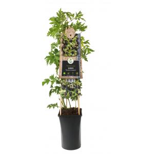 Doornloze Braam Rubus Thornless Evergreen M 75 cm klimplant Doornloze Braam Rubus Thornless Evergreen M 75 cm klimplant