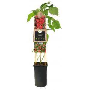 Framboos Rubus Malling Promise M 75 cm klimplant Framboos Rubus Malling Promise M 75 cm klimplant