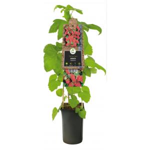Frambraam Loganbes Rubus Loganberry 75 cm klimplant Frambraam Loganbes Rubus Loganberry 75 cm klimplant