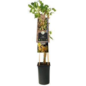Kiwi Zelfbestuivend Actinidia Deliciosa Jenny 120 cm klimplant Kiwi Zelfbestuivend Actinidia Deliciosa Jenny 120 cm klimplant