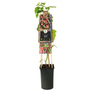 Taybes Rubus Tayberry M 75 cm klimplant Taybes Rubus Tayberry M 75 cm klimplant