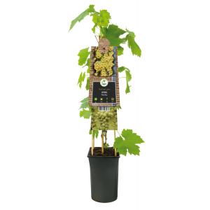 Witte Druif Vitis Riesling 75 cm klimplant Witte Druif Vitis Riesling 75 cm klimplant