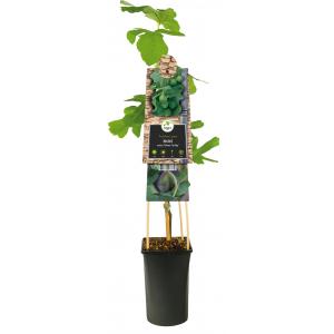 Zwarte Bes Ribes Nidigrolaria Josta 75 cm klimplant Zwarte Bes Ribes Nidigrolaria Josta 75 cm klimplant