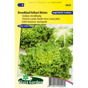 Andijvie (winter) zaden - Breedblad Volhart Winter Andijvie (winter) zaden - Breedblad Volhart Winter