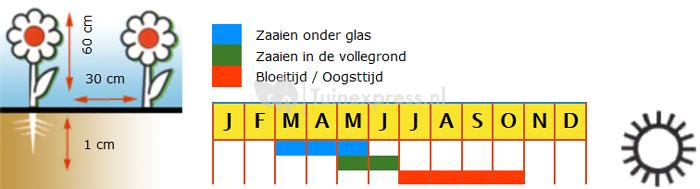 Bekermalva bloemzaden &ndash; Lavatera Ruby Regis