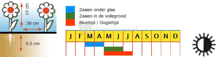 Blauwkussen bloemzaden - Aubretia Cascade Mix