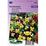 Bosviooltje bloemzaden &ndash; Viool Helen Mount