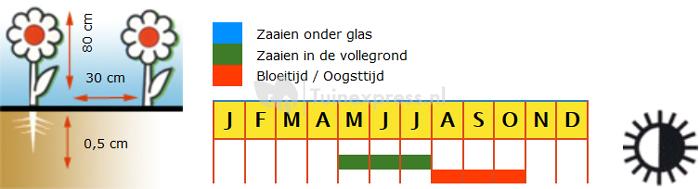 Echte lampionplant bloemzaden &ndash; Winter Cherrie