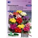 Grootbloemige slanke sleutelbloem bloemzaden &ndash; Primula colossea mix
