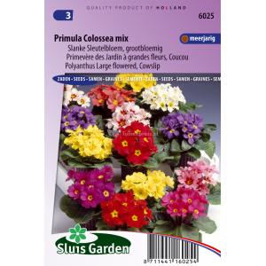 Grootbloemige slanke sleutelbloem bloemzaden – Primula colossea mix Grootbloemige slanke sleutelbloem bloemzaden – Primula colossea mix