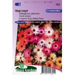Ijsbloemen bloemzaden &ndash; Magic Carpet