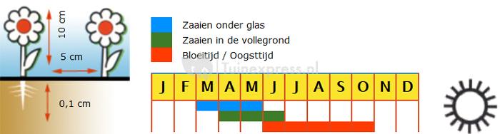 Ijsbloemen bloemzaden &ndash; Magic Carpet