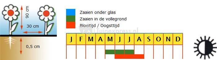 Lupine bloemzaden &ndash; Russell Hybrids Mix