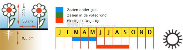 Passiebloem bloemzaden &ndash; Passion Blue