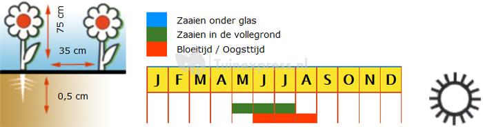 Perzische margriet Dalmatisch vlooienkruid bloemzaden - Robinson&rsquo;s Giants Mix