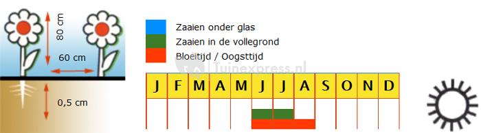 Pluimgipskruid bloemzaden - Bruidssluier White Design
