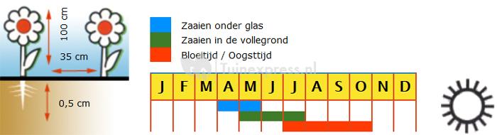 Rudbeckia purper/rood bloemzaden &ndash; Zonnehoed