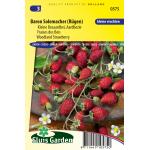 Bosaardbei zaden - Baron Solemacher (R&uuml;gen)