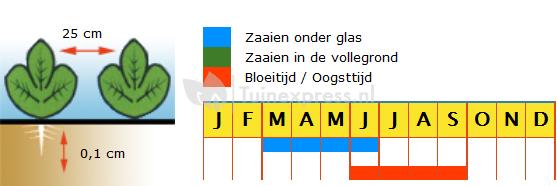 Bosaardbei zaden - Baron Solemacher (R&uuml;gen)