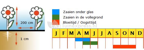 Muskaatpompoen biologische zaden - Musqu&eacute;e de Provence