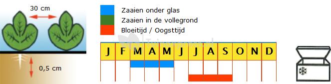 Paprika zaden - California Wonder