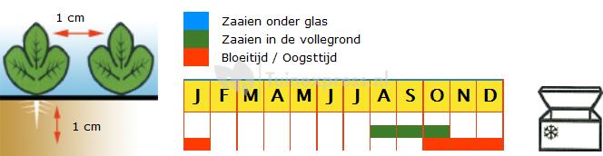 Spinazie (winterspinazie) zaden - Winterreuzen