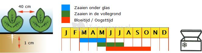 Stokslaboon (spekboon) zaden - Neckark&ouml;nigin