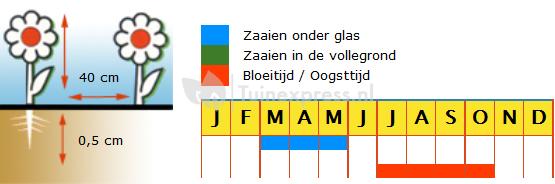Kerstomaat (hartvorm) zaden - Heartbreakers Vita F1