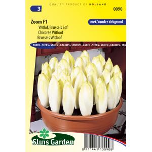 Witlof zaden - Zoom F1 Witlof zaden - Zoom F1