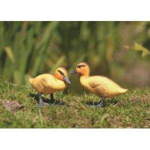 Ganzenkuiken Ganzenkuiken